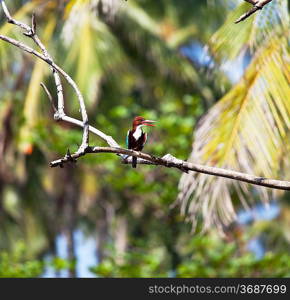 Kingfisher bird on Sri Lanka