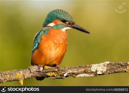Kingfisher bird preening on a branch with a green background