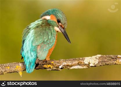 Kingfisher bird preening on a branch with a green background