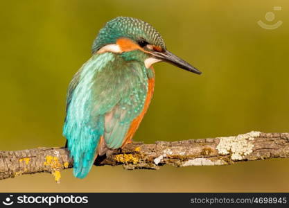 Kingfisher bird preening on a branch with a green background