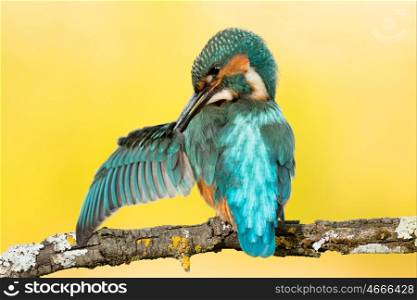 Kingfisher bird preening on a branch with a yellow background