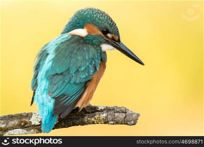 Kingfisher bird preening on a branch with a yellow background