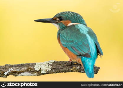 Kingfisher bird preening on a branch with a yellow background