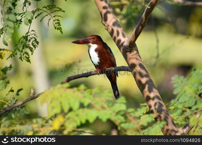 Kingfisher bird sitting on tree, Assam, India