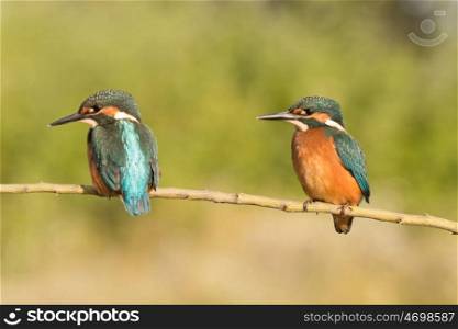 Kingfisher couple perched on a branch in its natural habitat