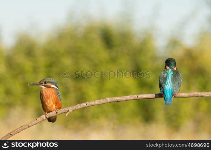 Kingfisher couple perched on a branch in its natural habitat