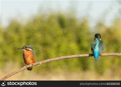Kingfisher couple perched on a branch in its natural habitat