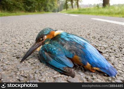 Kingfisher hit by car lying on the road in rural area