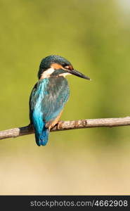 Kingfisher perched on a branch in its natural habitat