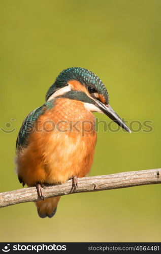 Kingfisher perched on a branch in its natural habitat