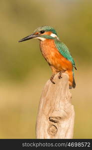 Kingfisher perched on a branch in its natural habitat