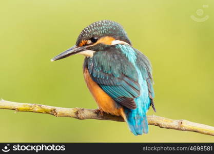 Kingfisher perched on a branch in its natural habitat