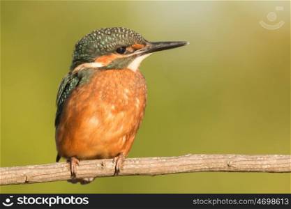 Kingfisher perched on a branch in its natural habitat