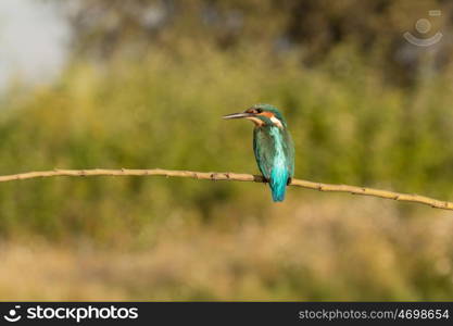 Kingfisher perched on a branch in its natural habitat