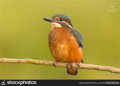 Kingfisher perched on a branch in its natural habitat