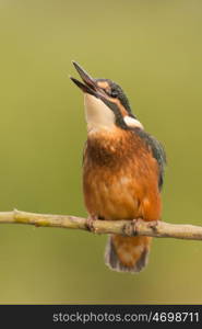 Kingfisher perched on a branch in its natural habitat