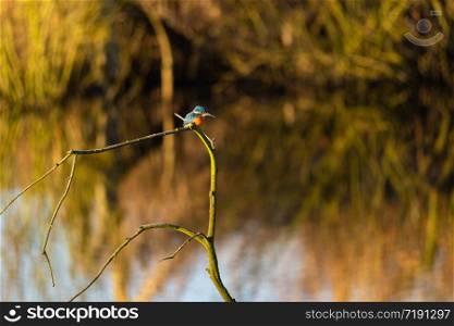 Kingfisher sits on a branch side shot. Kingfisher branch
