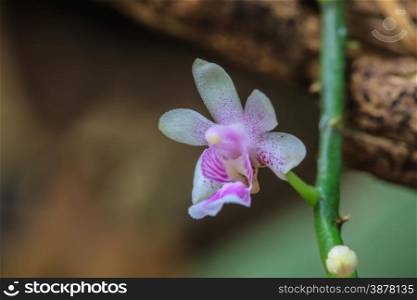 Kingidium deliciosum wild orchids in forest of Thailand