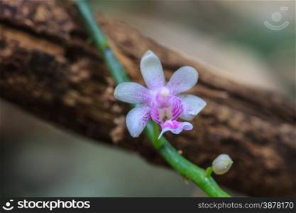 Kingidium deliciosum wild orchids in forest of Thailand
