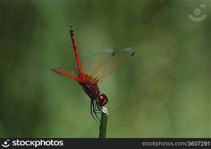 Kirby&acute;s Dropwing dragonfly on stem, close up
