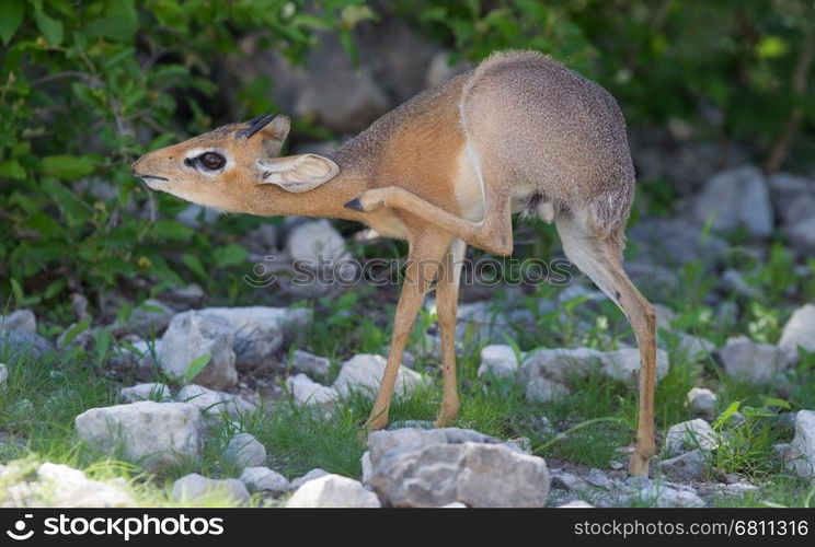 Kirk Dik-dik (Madoqua kirkii) is a smallest antelope in the world