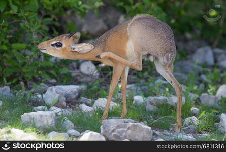 Kirk Dik-dik (Madoqua kirkii) is a smallest antelope in the world