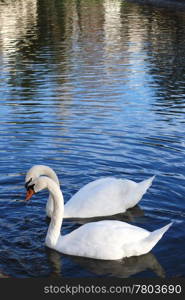 Kiss of the white swans on the lake in the city park
