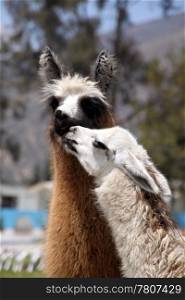 Kiss of two llamas white and brown