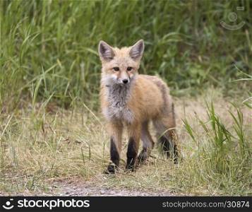 Kit fox in grass waiting for mom to return