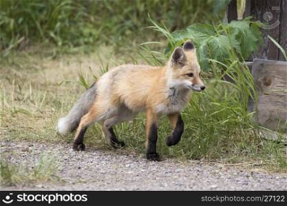 Kit fox in walking grass next to buildling