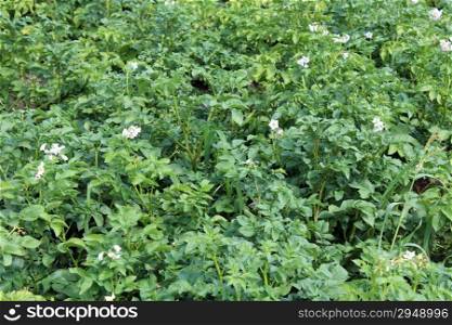 Kitchen garden of the ascended and blossoming potato