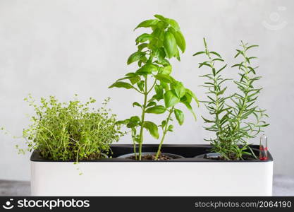 Kitchen herb plants. Mixed Green fresh aromatic herbs - thyme, basil, rosemary in pots. Aromatic spices Growing at home.