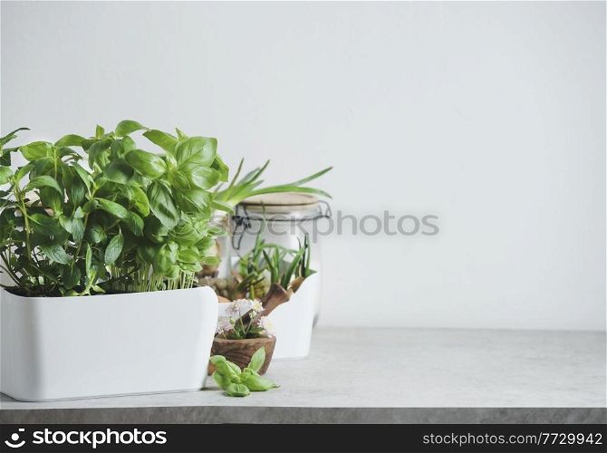 Kitchen herbs in white pot on table and mortal and pestle at white wall background. Fresh green basil plant. Front view with copy space.