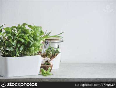 Kitchen herbs in white pot on table and mortal and pestle at white wall background. Fresh green basil plant. Front view with copy space.