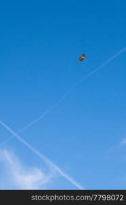 kite flying on the background blue sky