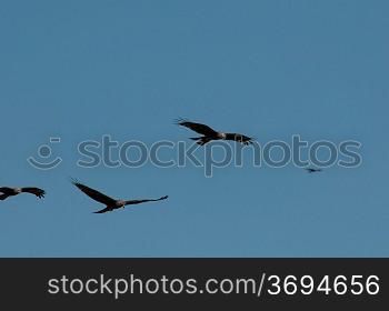 Kites flying in blue sky