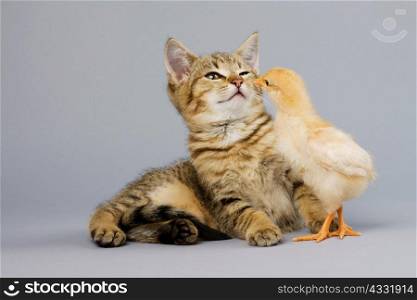 Kitten and chick