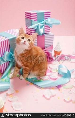 Kitten and gifts
