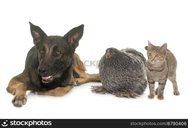 kitten, chicken and belgian shepherd malinois in front of white background