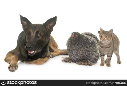 kitten, chicken and belgian shepherd malinois in front of white background