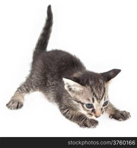 Kitten crouching on white background