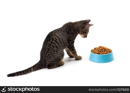 kitten eating pet dried food in cyan plastic bowl on white background