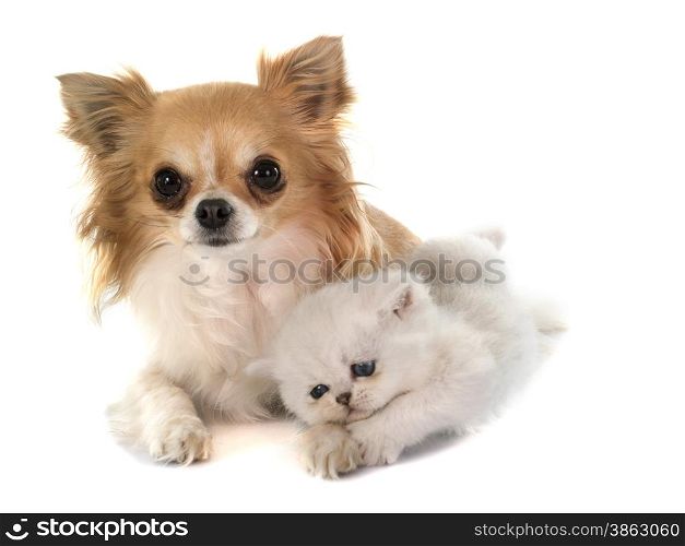 kitten exotic shorthair and chihuahua in front of white background