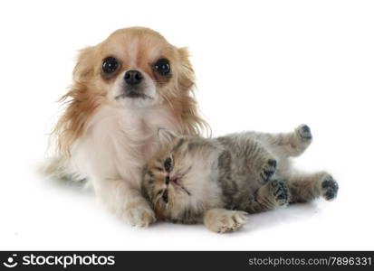 kitten exotic shorthair and chihuahua in front of white background