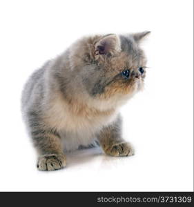 kitten exotic shorthair cat in front of white background