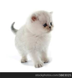 kitten exotic shorthair in front of white background