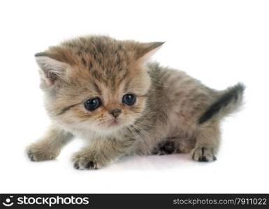kitten exotic shorthair in front of white background