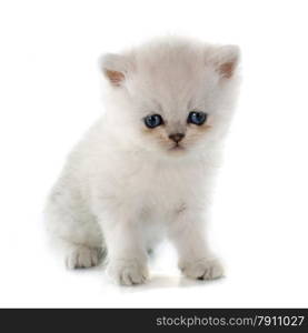 kitten exotic shorthair in front of white background