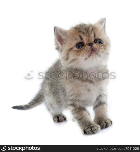 kitten exotic shorthair in front of white background