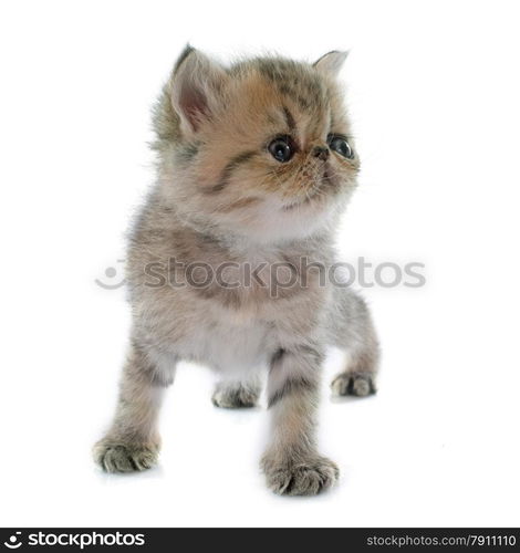 kitten exotic shorthair in front of white background